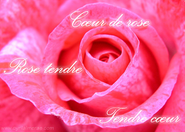 Carte d amour Coeur de rose tendre coeur