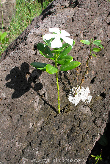Pervenche de madagascar