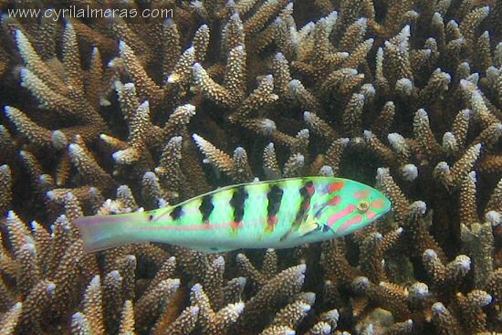 Girelle paon, Thalassoma pavo