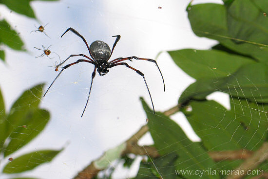 Araignée de Maurice