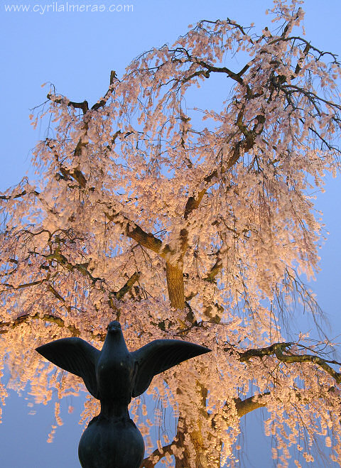colombe sur fond de cerisier en fleurs dans le parc maruyama a kyoto