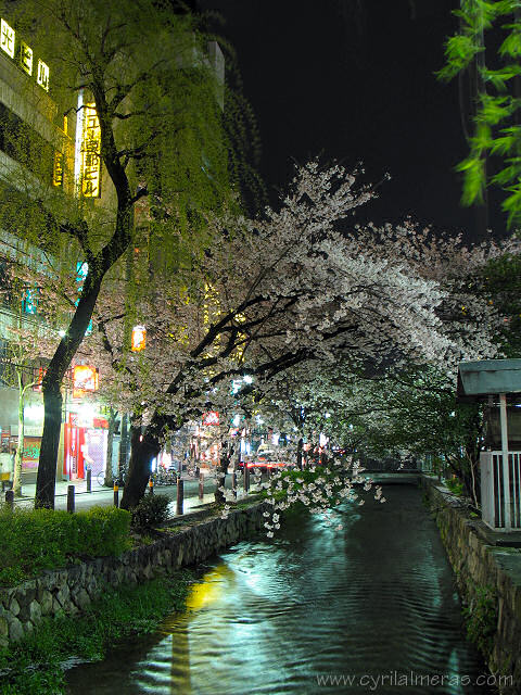 kyoto cerisiers canal de nuit