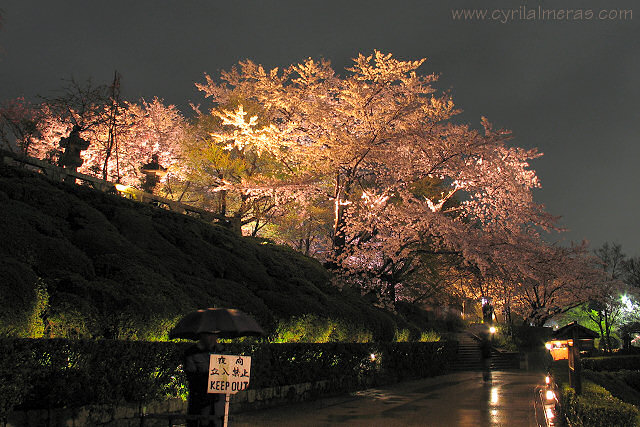 cherry blossom by night at kyoto