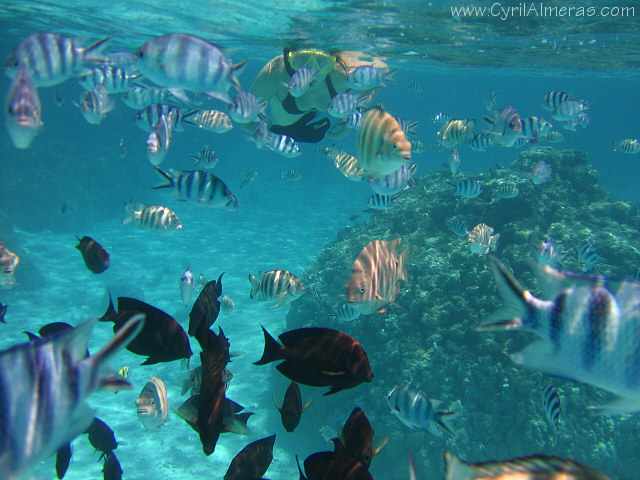 Snorkeling with tropical fishes