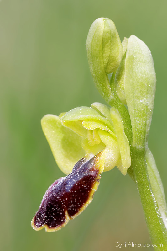 orchidee sauvage ophrys