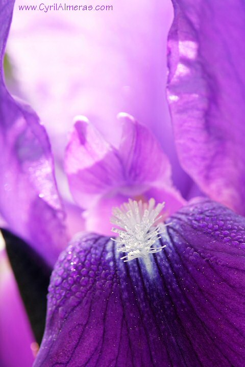 iris violet gouttes