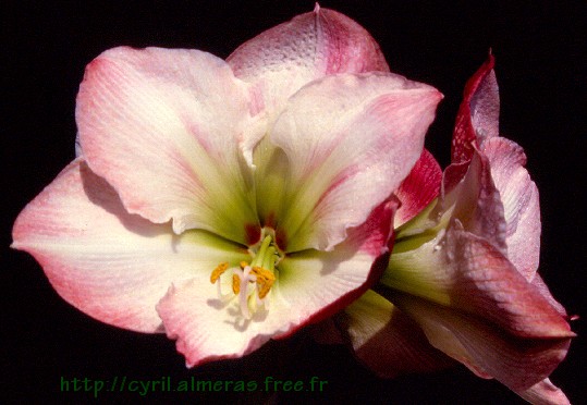 Photo : Fleur d'amaryllis