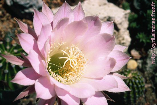 Photo : Fleur de plante grasse, cactus