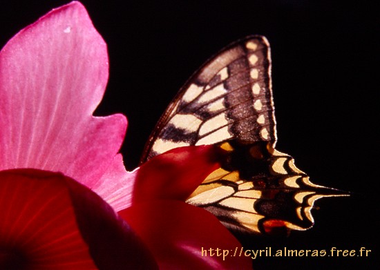 Papillon Macaon sur fleur