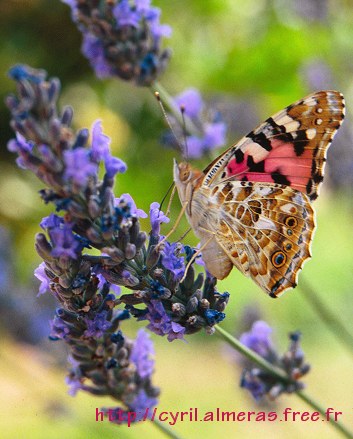 Photo : Papillon sur lavande
