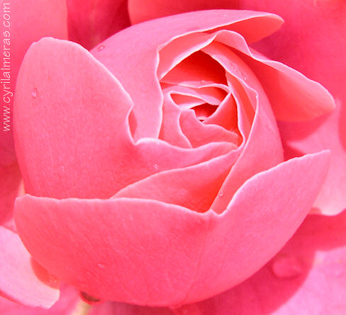 coeur de rose rose