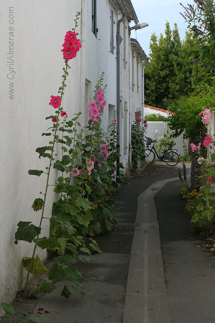 ruelle roses tremieres