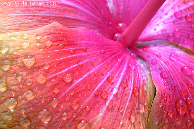 Gouttes de pluie sur hibiscus