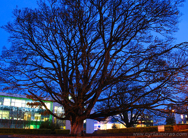 Tree on dark blue sky in highttech campus