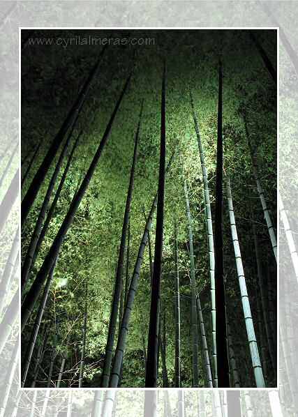 Bambous pour déco tendanse