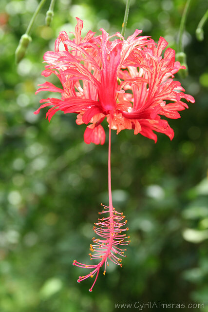Lanterne japonnaise, hibiscus rouge