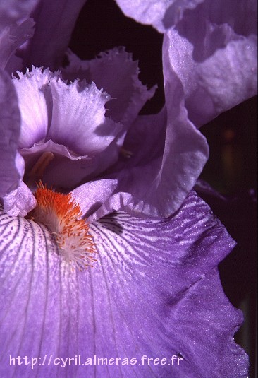 Photo : Iris mauve