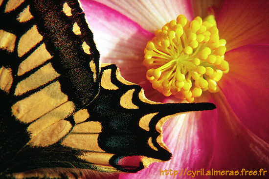 Photo : Papillon Machaon (pas macaon :) et pistil
