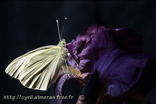Photo : Papillon piéride du chou sur Iris violet