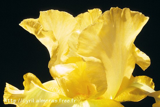 Photo : Iris jaune