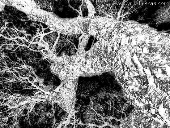 L'arbre fractal